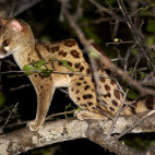 Small spotted genet