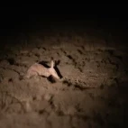 Aardvark in South Africa.