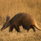 Aardvark