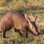 Aardvark in South Africa