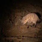 Aardwolf in South Africa.