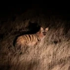Aardwolf in South Africa
