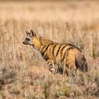 Aardwolf