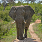 African elephant in South Africa