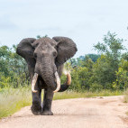 African elephant in South Africa