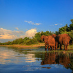 African elephant in South Africa