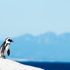 African penguin in South Africa