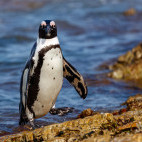 African penguin in South Africa