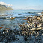 African penguin in South Africa
