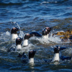 African penguin in South Africa