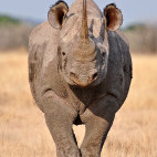 Black rhino