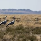 Blue crane in South Africa