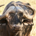 Buffalo in South Africa.