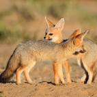 Cape fox