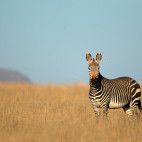 Cape mountain zebra near Cape Mountain, South Africa