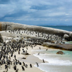 African penguins on Boulders Beach, Cape Town