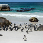 African penguins on Boulders Beach, Cape Town