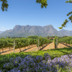  Vineyard in Cape Town