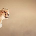 Cheetah in the Kalahari Desert, South Africa