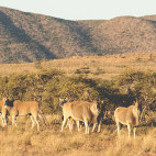 Eland.