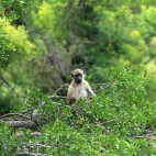 Baboon in South Africa.