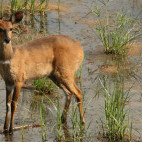 Bushbuck in Bonamanzi Game Reserve in South Africa.
