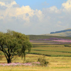 Flower meadow in Golden Gate Highlands National Park, South Africa.
