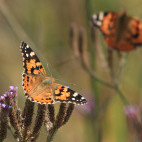 Painted lady in South Africa.