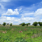 Flower meadow near Wakkerstroom Wetlands in South Africa.