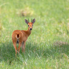 Oribi in South Africa