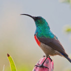 Greater double-collared sunbird on protea flower in South Africa