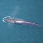 Bryde's whale in Hermanus, South Africa
