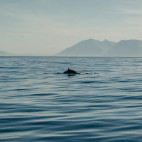 Bryde's whale in Hermanus, South Africa