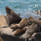 Cape fur seal in Hermanus, South Africa