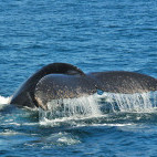 Humpback whale in Hermanus, South Africa