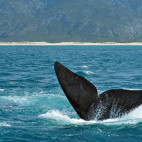 Southern right whale in Hermanus, South Africa
