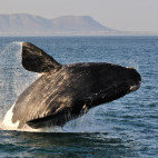 Southern right whale in Hermanus, South Africa