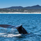 Southern right whale in Hermanus, South Africa