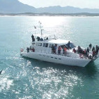 Whale watching boat trip in Hermanus, South Africa.