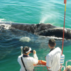 Whale watching boat trip in Hermanus, South Africa.