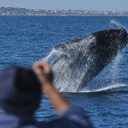 Whale watching boat trip in Hermanus, South Africa.