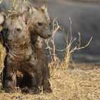 Hyena cubs in South Africa