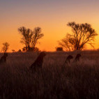 Cheetahs in South Africa