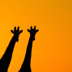 Giraffe in South Africa