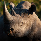 Black rhino in South Africa