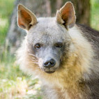 Brown hyena in South Africa