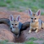 Cape fox in South Africa