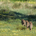 Cheetah in South Africa