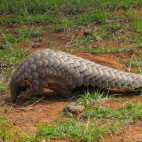 Ground pangolin in South Africa