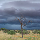 Kalahari Desert during green season